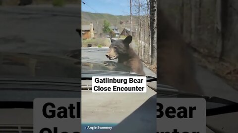 Gatlinburg Bear Checks For Parking Tag