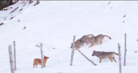 Un cane affronta tre lupi in un gioco minaccioso