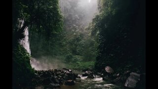 Soothing Cicadas Sounds in the Forrest for Sleeping Relaxing Peace of Mind