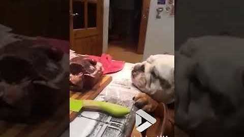 Bulldog agonizingly close to getting his meat