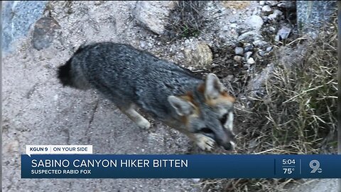 AZGFD: Hiker bit by fox in Sabino Canyon