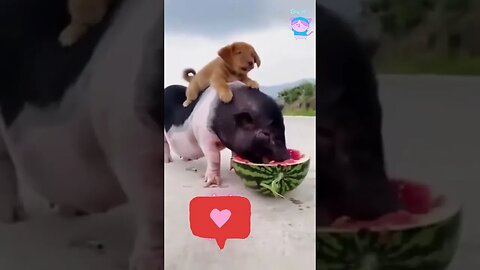FUNNY DOG ,PIG AND CHICKEN VIDEOS FUNNY ANIMAL VIDEOS #SHORTS
