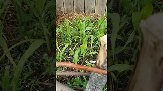 My Test Corn Survived The Frost #garden #diy #corn #popcorn #gardening