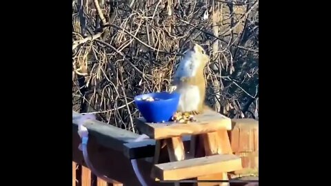 Squirrel gets piss drunk on fermented pears and does that lean as his world spins