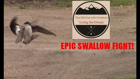 Epic Swallow Fight for Dominance!