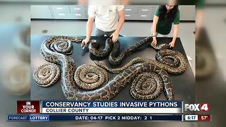 FGCU students study invasive Burmese pythons in Southwest Florida