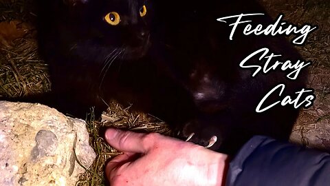 Feeding Stray Cats at Night - A Story of Love and Pain