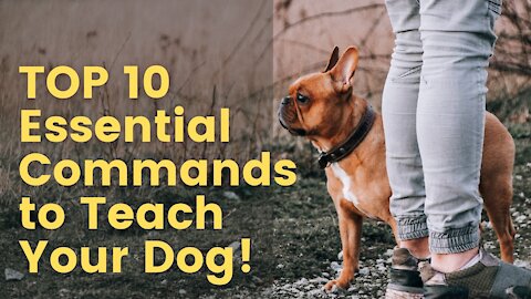Would you like to see the top 10 most essential commands every dog should know?