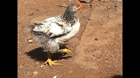 The chickens at breakfast !