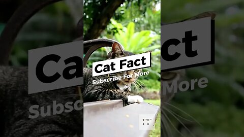Cat Facts - You Don't Know😺#cats #catfancy #catlover #cat #catvideos #catsoftiktok #catsofinstagram