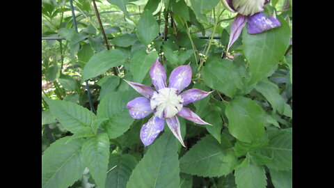 Elegant Blooms Clematis June 2022