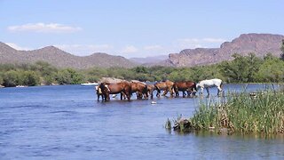 SHH! 6 secrets about Salt River Wild Horses - ABC15 Digital