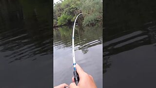 Skinny creek lands me a BIG striper!