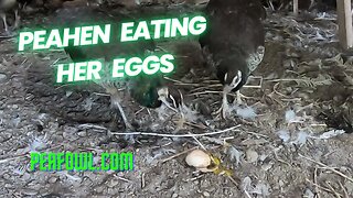 Peahen Eating Her Eggs, Peacock Minute, peafowl.com