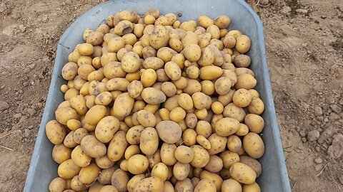 Третий день уборки картофеля🥔😁|#food #farming #potato #viral #shorts #blogger #recommended #video