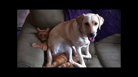 Best Funny Cats and Dogs OMG Super Cute 2021