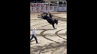 Saddle Bronc at the Calgary Stampede Rodeo