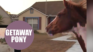 Amusing moment police politely tried to pull over a runaway HORSE galloping down a busy highway