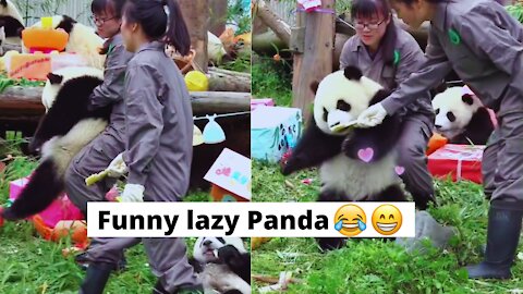 Cute girls help this lazy panda