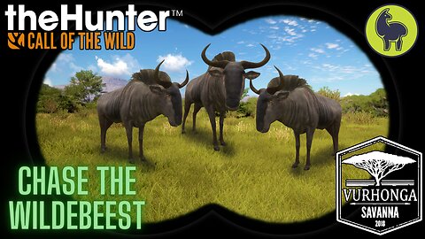 Chase the Wildebeest, Vurhonga Savanna | theHunter: Call of the Wild (PS5 4K)