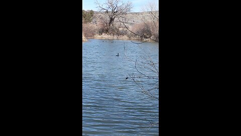 Duck in pond