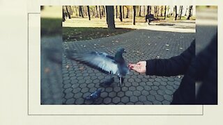Dove eats seeds from human hands