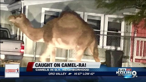 Camels on the loose in Green Valley