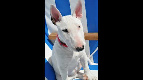 white bull terrier