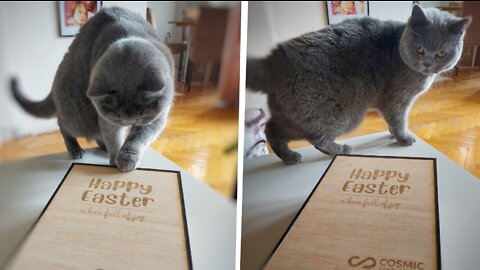 Adorable cat obsessed with an Easter gift box