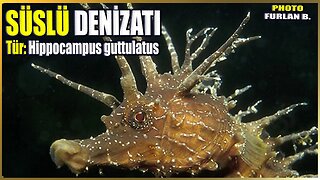 Süslü Denizatı Hakkında Bilgi | Hippocampus guttulatus | Akdeniz Balıkları