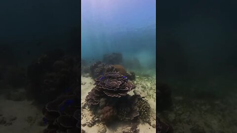 Rose Petal Corals #philippines #underwaterlife #diving