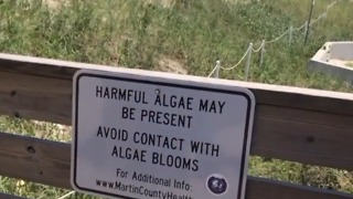 Bathtub Beach closed to swimmers due to algae