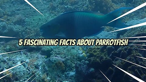 5 fascinating facts about parrotfish