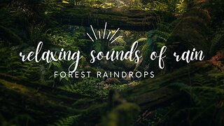 Rain Sounds for Sleeping or Studying 🌧️ White Noise Rainstorm 7 Hours Forrest rain