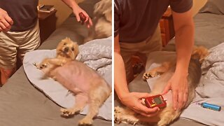 Dog eagerly jumps onto bed to get his blood sugar checked