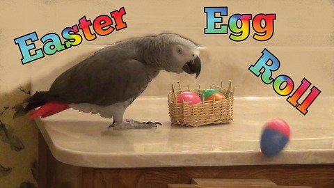 Einstein the Talking Parrot's Easter egg roll