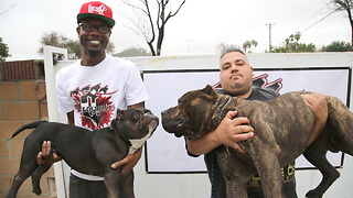 This Micro Pit Bull Beauty Is Small Enough To Fit In Your Handbag