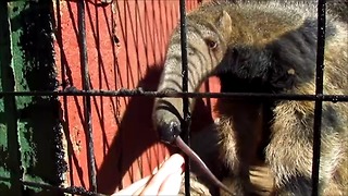 Baby anteater wants to suckle human's fingers