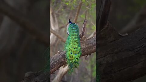 Beautiful peacock in all its glory!