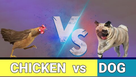 Try Not To laugh | Chicken vs dog Funny Fights