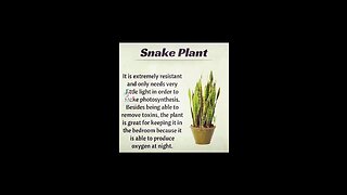 snake plant