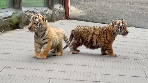 🐯🐯🐯WOW!!! adorable baby #tigercub #tiger #kitten #foryou #fpy #cute #kitty