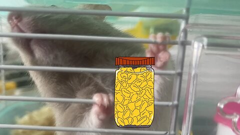 Hamster eating cornflakes!