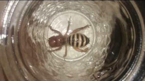 Senhor encontra insecto bizarro na sua sala em Oklahoma