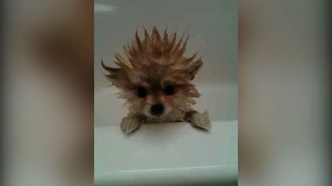 12 Dogs Have A Bad Hair Day