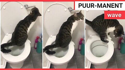 Baffled hairdresser films cat using bathroom toilet like a person whilst its owner gets a fresh trim