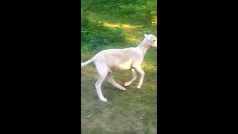 Lamb hopping & playing