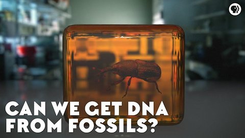 Can We Get DNA From Fossils?