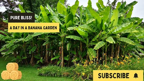 Village Vibes: A Day in a Banana Garden - Pure Bliss!