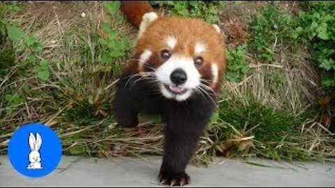 Rare Red Panda 🤣 funny video.....